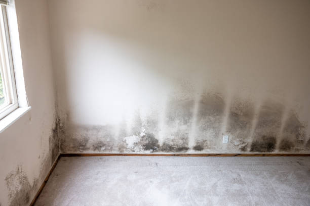 Best Mold Removal for HVAC Installations  in Lebanon South, PA