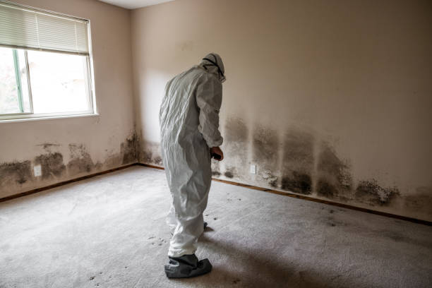 Best Attic Mold Removal  in Lebanon South, PA